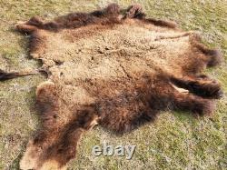 Fresh Tanned Wild Montana Yellowstone Bison Buffalo Robe Blanket Leather Antler
