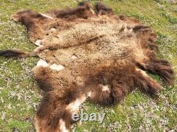 Fresh Tanned Wild Montana Yellowstone Bison Buffalo Robe Blanket Leather Antler