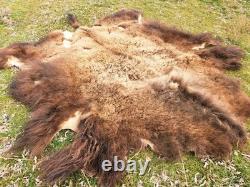 Fresh Tanned Wild Montana Yellowstone Bison Buffalo Robe Blanket Leather Antler