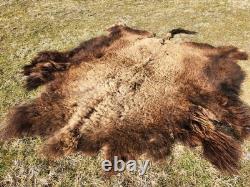 Fresh Tanned Wild Montana Yellowstone Bison Buffalo Robe Blanket Leather Antler