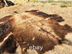 Fresh Tanned Wild Montana Yellowstone Bison Buffalo Robe Blanket Leather Antler