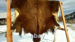 Freshly Tanned Wild Montana Yellowstone Bison Robe Blanket Shed Antler Leather