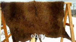 Freshly Tanned Wild Montana Yellowstone Bison Robe Blanket Shed Antler Leather