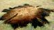 Freshly Tanned Wild Yellowstone Bison Buffalo Robe Blanket Hide Leather Antler