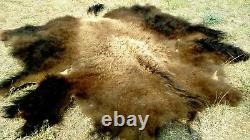 Freshly Tanned Wild Yellowstone Bison Buffalo Robe Blanket Hide Leather Antler