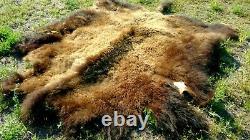 Freshly Tanned Wild Yellowstone Bison Buffalo Robe Blanket Hide Leather Antler