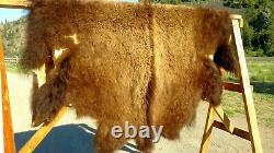 Freshly Tanned Wild Yellowstone Bison Buffalo Robe Blanket Hide Leather Antler