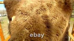 Freshly Tanned Wild Yellowstone Bison Buffalo Robe Blanket Hide Leather Antler