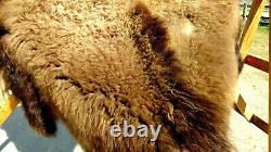 Freshly Tanned Wild Yellowstone Bison Buffalo Robe Blanket Hide Leather Antler