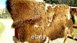 Freshly Tanned Wild Yellowstone Bison Buffalo Robe Blanket Hide Leather Antler