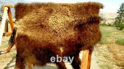 Freshly Tanned Wild Yellowstone Bison Buffalo Robe Blanket Hide Leather Antler