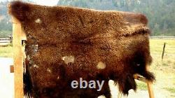 Freshly Tanned Wild Yellowstone Bison Buffalo Robe Blanket Hide Leather Antler