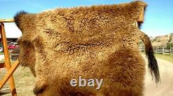 Freshly Tanned Wild Yellowstone Bison Buffalo Robe Blanket Hide Leather Antler