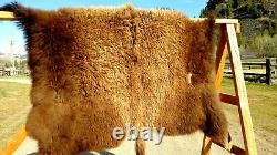 Freshly Tanned Wild Yellowstone Bison Buffalo Robe Blanket Hide Leather Antler