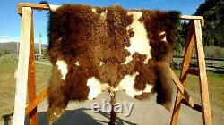 Freshly Tanned Wild Yellowstone Bison Buffalo Robe Blanket Hide Leather Antler