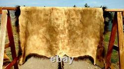 Freshly Tanned Wild Yellowstone Bison Buffalo Robe Blanket Hide Leather Antler