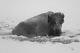 Frost-covered Bison near Roaring Mountain, Yellowstone National Park Ships Free
