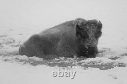 Frost-covered Bison near Roaring Mountain, Yellowstone National Park Ships Free