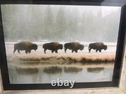 Gary Crandall Signed Bison Wildlife Photo Gray Crane Studios Framed 25.5x21.5