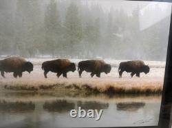 Gary Crandall Signed Bison Wildlife Photo Gray Crane Studios Framed 25.5x21.5