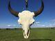 Genuine Buffalo Skull Bull Horns Bison Head Bone Teeth Badlands Art