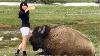 Gigantic Bison Lunges At Tourist Who Tried To Pet It
