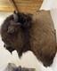Gorgeous Massive Mounted Buffalo / Bison Taxidermy Head