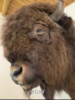 Gorgeous Massive Mounted Buffalo / Bison Taxidermy Head