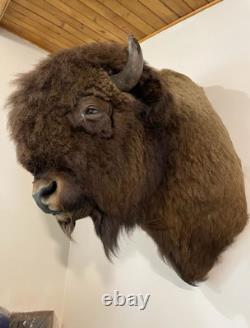 Gorgeous Massive Mounted Buffalo / Bison Taxidermy Head