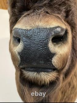 Gorgeous Massive Mounted Buffalo / Bison Taxidermy Head