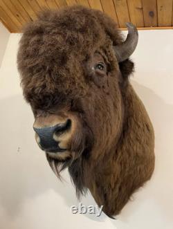 Gorgeous Massive Mounted Buffalo / Bison Taxidermy Head
