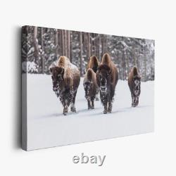 Group of Bison in Snow Large Canvas Art Photo 36 x 24 made in the USA