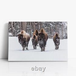 Group of Bison in Snow Large Canvas Art Photo 36 x 24 made in the USA