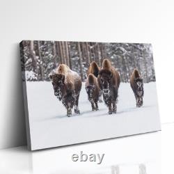Group of Bison in Snow Large Canvas Art Photo 36 x 24 made in the USA