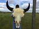 Herd Bull Buffalo Skull Horns Bison Head Bone Teeth Huge Head 27 Wide