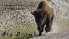 Hey Bison Wildlife Encounter Day 3 Alaska Highway Buffalo Leaw Vlog 045