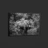 Highsmith American Bison-or Buffalo-Yellowstone National Park-Wyoming Print
