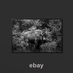 Highsmith American Bison-or Buffalo-Yellowstone National Park-Wyoming Print