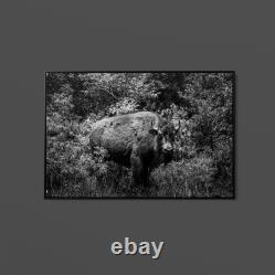 Highsmith American Bison-or Buffalo-Yellowstone National Park-Wyoming Print