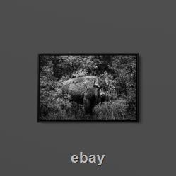 Highsmith American Bison-or Buffalo-Yellowstone National Park-Wyoming Print