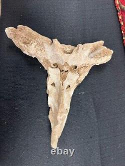 Historic Bison bone with Flint Arrowhead imbeded, teeth, Skull