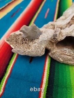 Historic Bison bone with Flint Arrowhead imbeded, teeth, Skull