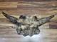 Historic Bison bull skull cap buffalo holocene horns