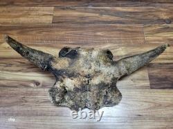 Historic Bison bull skull cap buffalo holocene horns