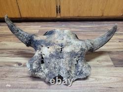 Historic Bison bull skull cap buffalo holocene horns