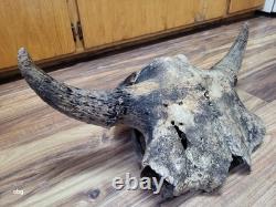 Historic Bison bull skull cap buffalo holocene horns