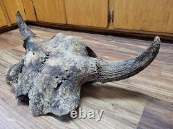 Historic Bison bull skull cap buffalo holocene horns