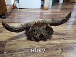 Historic Bison bull skull cap buffalo holocene horns