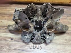 Historic Bison bull skull cap buffalo holocene horns