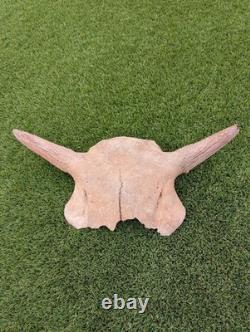 Historic Juvenile Bison Skull Western Iowa River Find